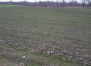 Satılır 103 sot torpaq Qəbələ