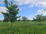 Satılır 250 sot torpaq İsmayıllı