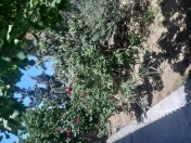 İcarəyə verilir 4 otaqlı 5 m2 bağ evi Mərdəkan