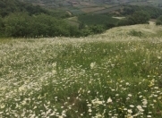 Satılır 24 sot torpaq Şamaxı