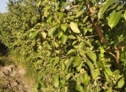 Satılır 1200 sot torpaq Quba