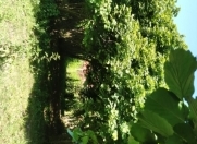 Satılır 16 sot torpaq Qax