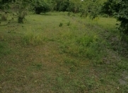 Satılır 15 sot torpaq Qəbələ