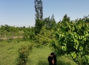 Satılır 6 sot torpaq Şabran