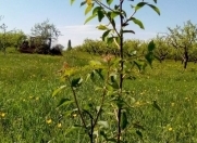 Satılır 20 sot torpaq Quba