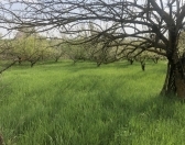 Satılır 5 sot torpaq Quba