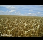 Satılır 92 sot torpaq Quba