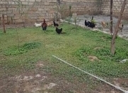 Satılır 5 sot torpaq Sumqayıt