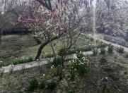 Satılır 12 sot torpaq Qəbələ