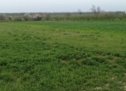 Satılır 150 sot torpaq Xaçmaz