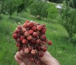 Satılır 12 sot torpaq Quba