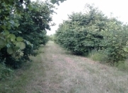 Satılır 3000 sot torpaq Zaqatala