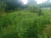 Satılır 30 sot torpaq Qəbələ