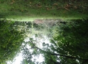 Satılır 10 sot torpaq Qəbələ