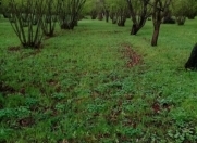 Satılır 80 sot torpaq Qəbələ