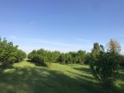 Satılır 120 sot torpaq Qəbələ