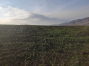 Satılır 820 sot torpaq İsmayıllı