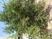 İcarəyə verilir 4 otaqlı 100 m2 bağ evi Koroğlu Parkı