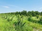 Satılır 600 sot torpaq Quba