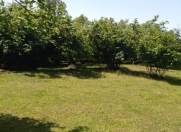 Satılır 60 sot torpaq Qəbələ