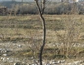 Satılır 50 sot torpaq Qusar