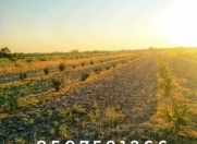 Satılır 450 sot torpaq Xaçmaz