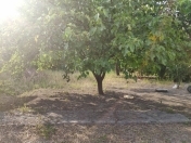 Satılır 6 sot torpaq Qəbələ