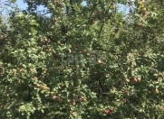 Satılır 20 sot torpaq Quba