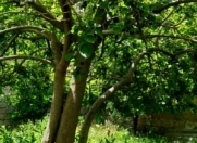 Satılır 3 otaqlı 60 m2 həyət evi Xırdalan