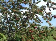 Satılır 120 sot torpaq Quba