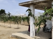 Satılır 2400 sot torpaq Buzovna