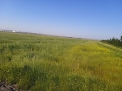 Satılır 857 sot torpaq Şabran