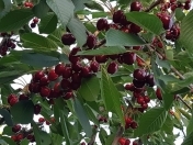 Satılır 300 sot torpaq Quba