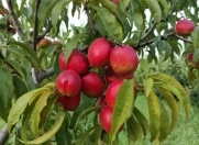 Satılır 200 sot torpaq Xaçmaz