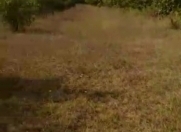 Satılır 50 sot torpaq Qəbələ