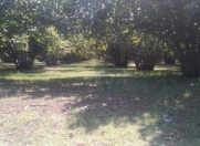 Satılır 63 sot torpaq Qəbələ