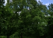 Satılır 20 sot torpaq Qəbələ