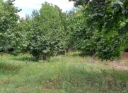 Satılır 10 sot torpaq Qəbələ