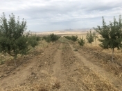 Satılır 180 sot torpaq Şamaxı