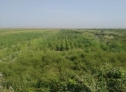 Satılır 97 sot torpaq Salyan