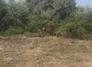 Satılır 12 sot torpaq Sumqayıt