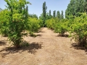 Satılır 28 sot torpaq Göyçay