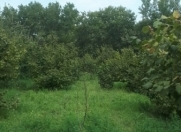 Satılır 55 sot torpaq Xaçmaz