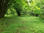 Satılır 200 sot torpaq Qəbələ