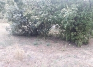 Satılır 6 sot torpaq İsmayıllı