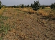 Satılır 99 sot torpaq Qusar