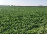 Satılır 2500 sot torpaq Salyan