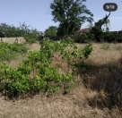 Satılır 12 sot torpaq Sumqayıt