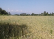 Satılır 1400 sot torpaq Qəbələ