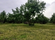 Satılır 120 sot torpaq Qəbələ